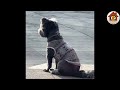 Her fur soaked in mud and rain, she stood on the side of the road begging for help from passersby