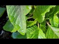 Have you ever seen Water  that  springs  from  calaloo leaves?🇯🇲