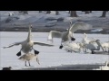 Spirit Bird - Xavier Rudd - with video clips from Earthflight series