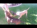 AMERICAN BULLY AND APBT ON THE SPRING POLE