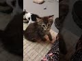 7 adoptable kittens playing 🐱😊