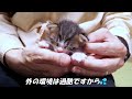 A small kitten purrs loudly [Please turn on subtitles to watch]