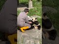 Panda yin yin hugs & kiss