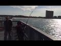 Big tarpon on Panama City Beach pier