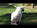 Sulphur-crested cockatoo looking at the camera full of curiosity