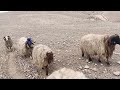 الأغنام مرياع مراييع الغنم صوت اجراس sheep shingall Folklore Iraq