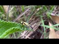 Eucalyptus tip bug - Amorbus alternatus