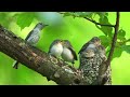 2024 Raising Blue-gray Gnatcatchers (4k)