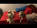 Huskies howling