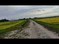 jogging at paddy fields