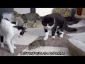 Father Cat Protects Children From Bullying Other Cats