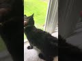 Black Kitten Watches A Baby Bird #socute #kittens #babybirds