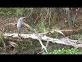 Louisiana Heron