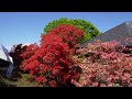 The world's most famous azalea garden,Tatebayashi 