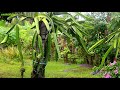 HOW TO DEVELOP DRAGON FRUIT -UMBRELLA CANOPY EFFECT