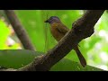 Learn 162 Costa Rica Birds in High Definition!  Filmed on two Spring 2022 tours.