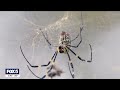 Joro spiders expected to come to NY