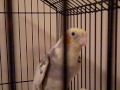 Taji my show off cockatiel