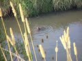 Otters on Amazon creek