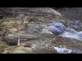 American Dipper singing.