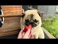 Pug Competition- The Struggle is Real