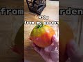 😱XXL Tomato From My Garden