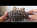 UNBOXING!!! Hammond Collection Ankylosaurus