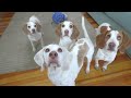 Dogs vs Smurf Cat In Real Life: Funny Dogs Maymo & Friends