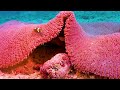 Aquarium 4K VIDEO ULTRA HD 🐠 Colorful Marine Life - Soothing Aquarium Relaxation