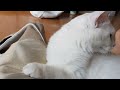 손맛사지 받는하냥이코코(getting a hand massage) #beautiful #whitecat #coco #귀여운 #happylife