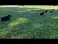 Rottweiler puppy race!!!💨💥🏁