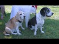 Beaglewiese #192. Beagle & Friends