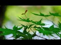 Fresh green of Kyoto Sento Imperial Palace / Blue maples in May 2024