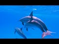 Under Red Sea 4K - Beautiful Coral Reef Fish - Relaxing Sleep Meditation Music - 4K Video