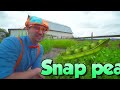 Blippi Visits an Apple Factory | Healthy Eating Videos For Kids | Educational Videos For Toddlers