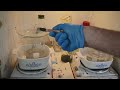 Purifying Cement Silver With Acid Boils