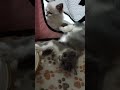 kittens morning routines and a day in Life of kittens and cats (⁠ ⁠╹⁠▽⁠╹⁠ ⁠)