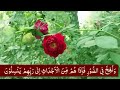 Surah Yasin ( Yaseen ) with Urdu Tarjuma | Quran tilawat | Episode 0049 Quran with Urdu Translation