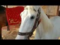 Delfa Cattle Show | Beautiful Cow Exhibition | Karachi Expo Center | Animal Lovers