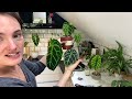 Chilled Chatty Plant Chores 💚 Transferring Plants To Pon + Exciting Updates 🌱