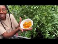 Harvesting HEAT TOLERANT Tomatoes🍅🔥Top TWO Varieties😃🌿🙌🏾#gardening