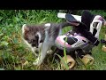 Cute Funny Kittens: Let's Go Roller Skating!