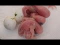 New Baby Budgies | #Babybugies