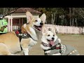 コーギーのゆき＆ゆめ　ドギーズアイランドで走る　Corgi's YUKI & YUME running in the dog park.