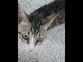 Two friendly cats |Oliver||Babuska||cute cats