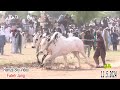 Bull Race - Maree -  Fateh Jang bulls - Dangerous Bulls - Hamza sky video