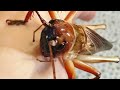 Bulldog Raspy Cricket: SCARIEST Insect in Australia!