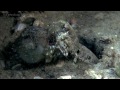 Puffer Fish vs Mantis Shrimp: Puffer Fish EXPLODES Underwater after ATTACK from Mantis Shrimp HD