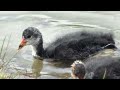 Blässhühnerfamilie wieder vereint - Coot Family Reunited