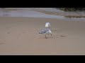 Juvenile silver gull keeps calling its parent